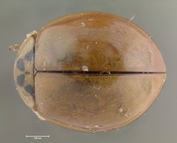Media type: image;   Entomology 602416 Aspect: habitus dorsal view